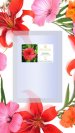 Replaceable module Hibiscus 100 ml flower water