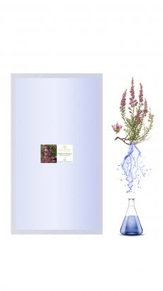 Сменный модуль Медового Вереска 1 000 мл цветочной воды